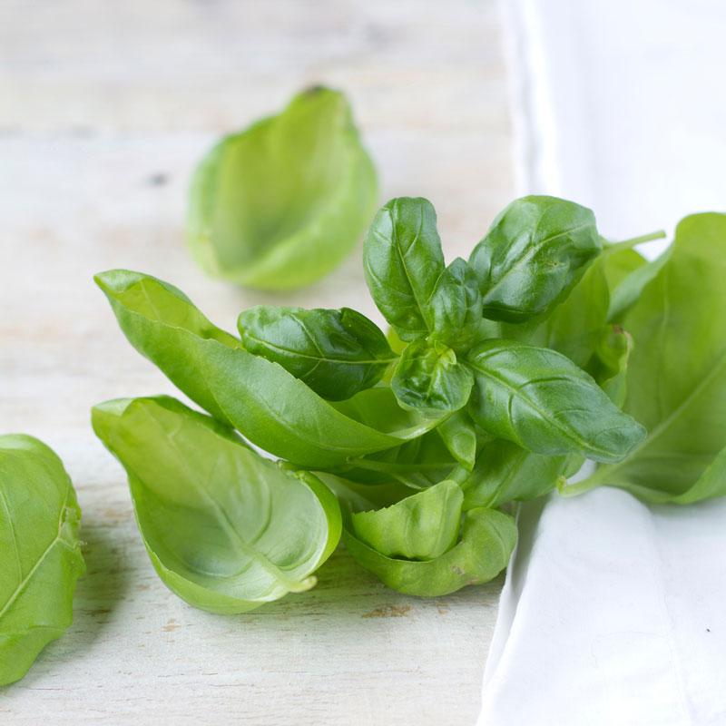 Basking in Basil | Beast Health Blend Recipes